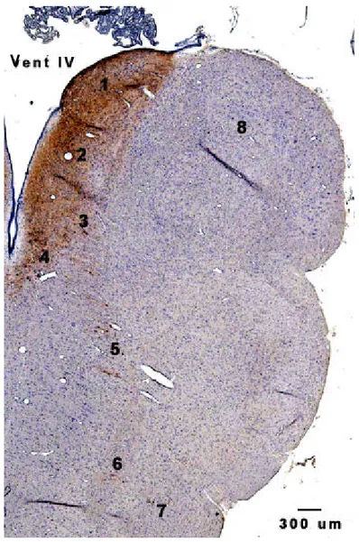 Gambar 11. Sayatan koronal medula oblongata pada P 105  dengan perwarnaan  imunohistokimia terhadap TH