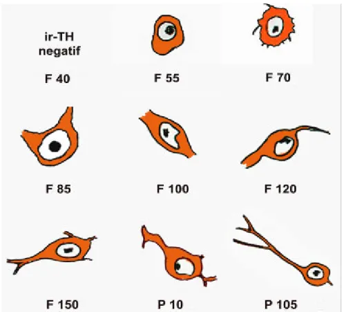 Gambar 16.  Gambaran skematis  perkembangan bentuk neuron KA di AP  mulai  F 40 sampai P105