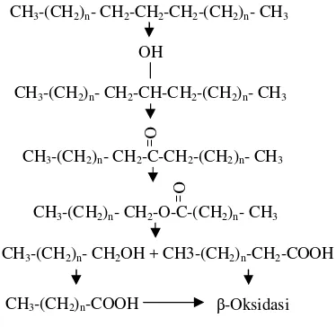 Gambar 11.  Oksidasi n-alkana melalui oksidasi bertahap gugus metil terakhir(Cookson, 1995)