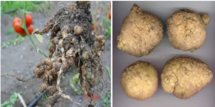 Gambar  2.9  Umbi  kentang  yang  tidak  berkembang  akibat  serangan  nematoda  sista  kentang  (Institut Perlindungan dan Penelitian Tanaman Ankara, 2010) 