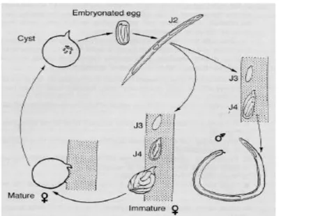 Gambar 2.12 Skema siklus hidup Globodera spp  (Evans, 1977 dalam Marks, 1998) 