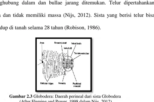 Gambar 2.3 Globodera: Daerah perineal dari sista Globodera   (After Fleming and Power, 1998 dalam Nijs, 2012) 