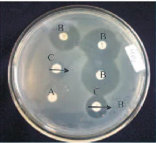 Gambar 2. Salmonella spp. yang resisten terhadap antibiotik pada media agar Muller Hilton (A