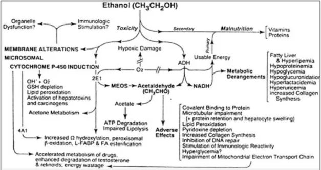 Gambar  2.2.  Abnormalitas  Hepatis,  Nutrisional,  dan  Metabolik  setelah  Penyalahgunaan Etanol 
