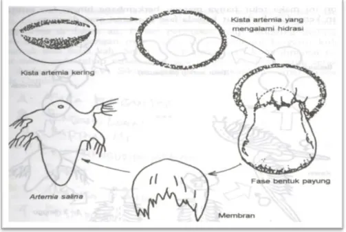 Gambar 17. Proses penetasan kista yang normal 