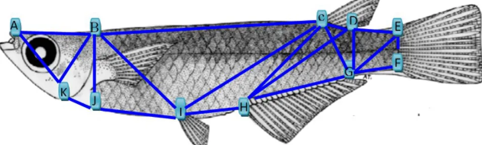 Gambar 1. Karakter Morfometrik Ikan  Medaka  Sulawesi Oryzias celebensis (a) ujung rahang atas, (b)  Ujung atas operculum, (c) Pangkal sirip punggung , (d) Ujung sirip punggung, (e) Pangkal atas sirip ekor  , (f) Pangkal bawah sirip ekor, (g) Ujung sirip a