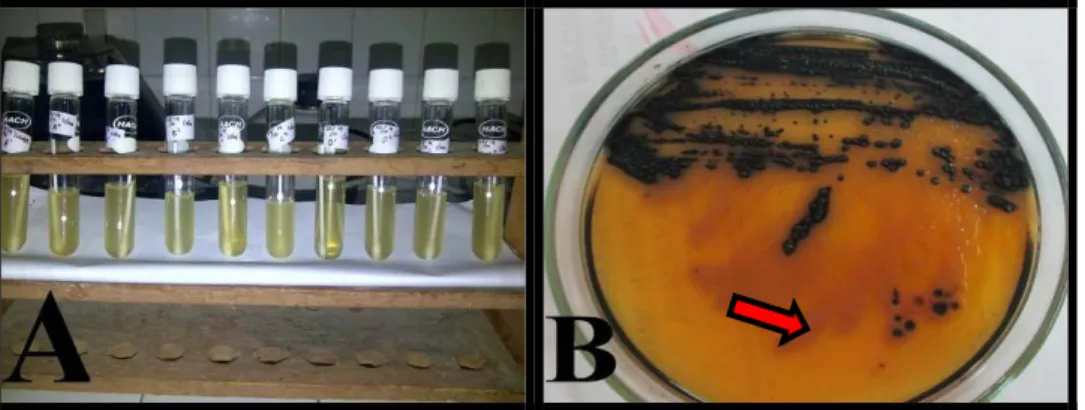 Gambar 1. Gambaran  Salmonella sp   pada media biakan  (a). Hasil biakan pada media Selenite Cystine Broth, (b)