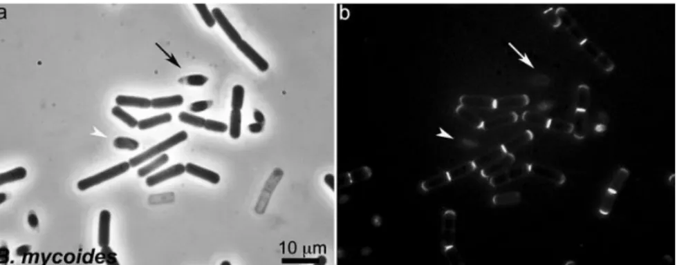 Gambar 2.2 a. fase kontras, b. Van-BDP flourosensi Bacillus mycoides