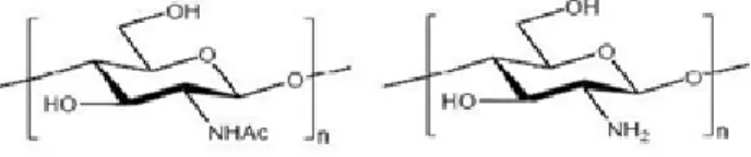 Gambar 1. Struktur Molekul Kitin dan Kitosan  