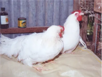 Gambar 1. Gejala klinis penyakit ILT pada ayam petelur yang sering dijumpai di lapang berupa kesulitan bernafas disertai  dengan batuk  