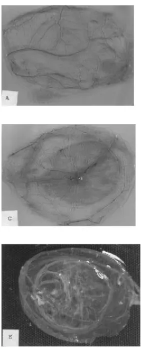Gambar 3. Selaput khorio allantoik (CAM) yang terinfeksi oleh virus ILT isolat lapang memperlihatkan lesi berbentuk plak  (poci) berwarna kekuningan disekitar CAM