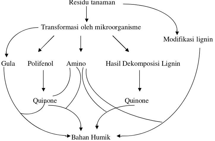 Gambar 1.  Mekanisme Pembentukan Bahan Humik (Stevenson, 1994). 