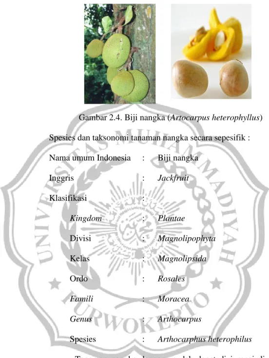 Gambar 2.4. Biji nangka (Artocarpus heterophyllus)  Spesies dan taksonomi tanaman nangka secara sepesifik :   Nama umum Indonesia  :  Biji nangka 