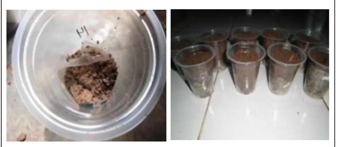 Gambar 7. Pengujian biodegradabilitas 