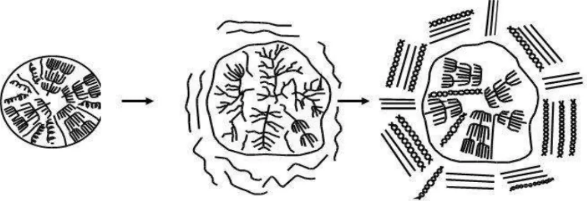 Gambar  4.  a : Masuknya air ke dalam granula, b :  Granula membengkak dan pecah,   c :  Regelatinisasi  