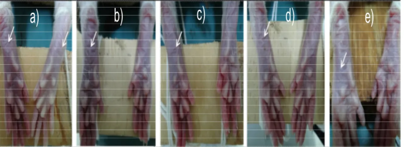 Gambar 3. Efek paparan UV B serta pengaruh krim terhadap kulit bagian posterior kaki belakang tikus a) Krim  nanopartiel  murni,  b)  Penambahan  β-glukan  sebelum  sonikasi,  c)  Penambahan  β-glukan  sesudah  sonikasi,  d) Penambahan  metil  sinamat  seb