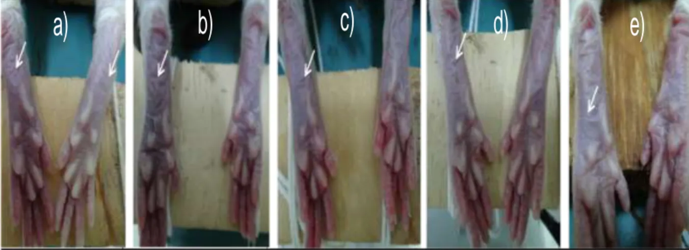 Gambar 3. Efek paparan UV B serta pengaruh krim terhadap kulit bagian posterior kaki belakang tikus a) Krim  nanopartiel  murni,  b)  Penambahan  β-glukan  sebelum  sonikasi,  c)  Penambahan  β-glukan  sesudah  sonikasi,  d)  Penambahan  metil  sinamat  se