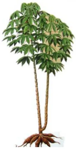 Gambar 1. Pohon Singkong  (Sumber:  Grahito, 2007) 