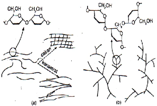 Gambar 3. Struktur (a) amilosa dan (b) amilopektin  (Hasibuan, 2009) 
