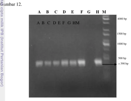 Gambar 12 Amplifikasi gen 28S rDNA menggunakan primer ITS Fu-f dan Fu-r;