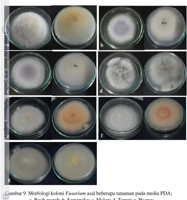 Gambar 9  Morfologi koloni Fusarium asal beberapa tanaman pada media PDA;
