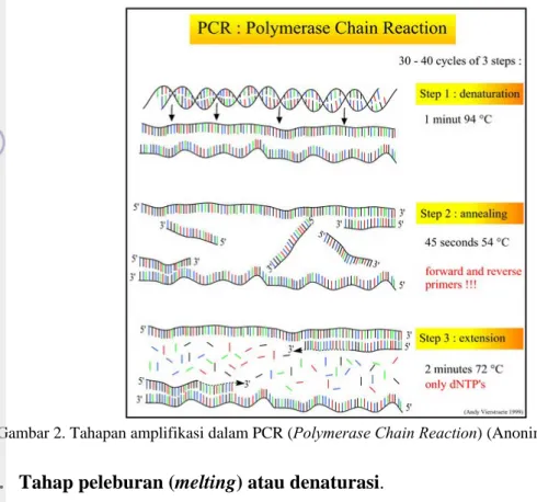 Gambar 2. Tahapan amplifikasi dalam PCR (Polymerase Chain Reaction) (Anonim 2009). 