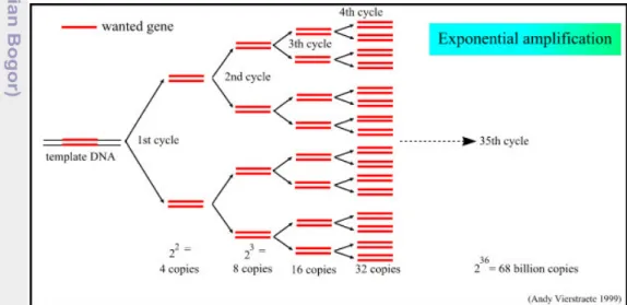 Gambar 3. Jumlah DNA yang dihasilkan dari proses amplifikasi (Anonim 2009) 