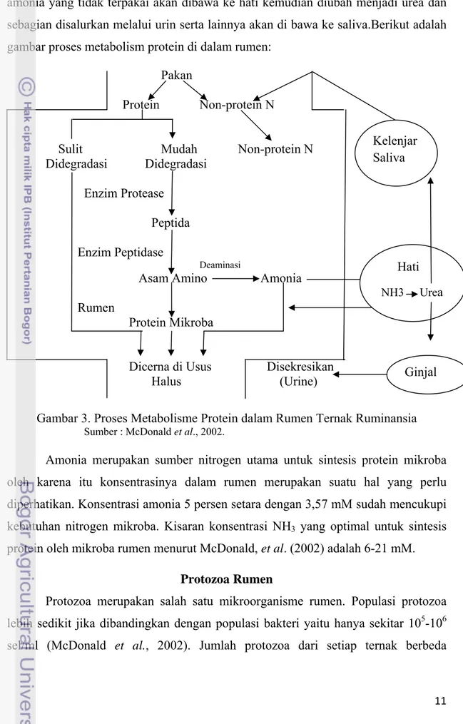 Gambar 3. Proses Metabolisme Protein dalam Rumen Ternak Ruminansia 