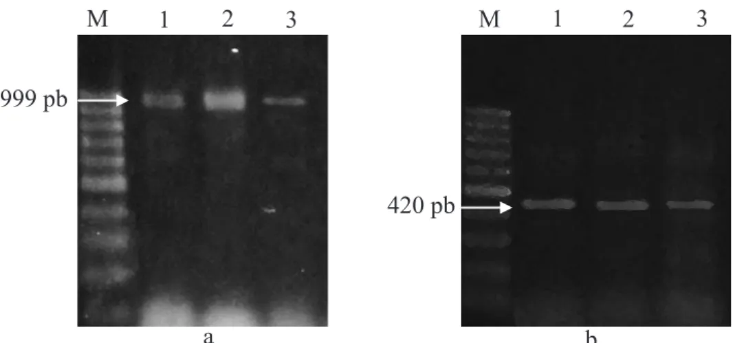 Gambar 3  Hasil amplifikasi DNA Meloidogyne spp. asal Malino, Sulawesi Selatan pada 1% 