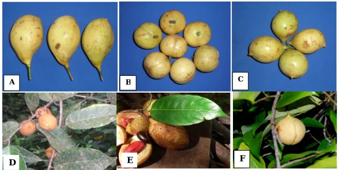 Table 2.  Bartlett's  test for 19 plant  morphological  characters  of  nutmeg  from Tidore and Patani 