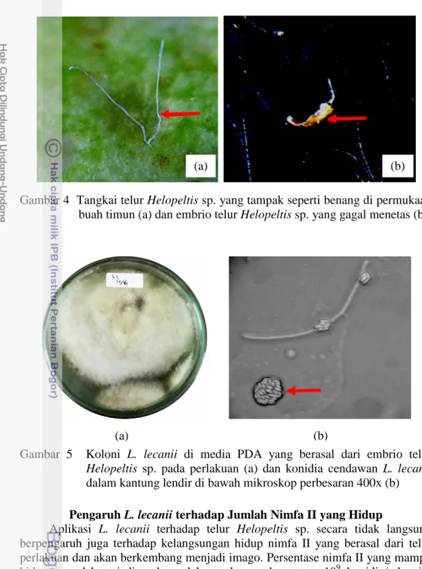 Gambar 4  Tangkai telur Helopeltis sp. yang tampak seperti benang di permukaan  buah timun (a) dan embrio telur Helopeltis sp