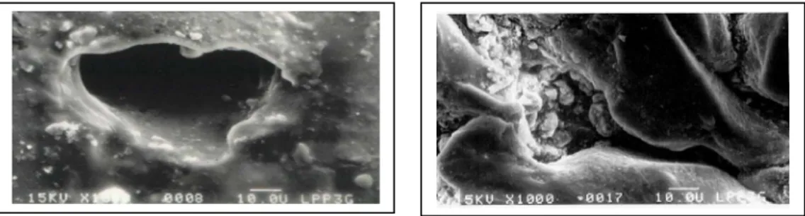 Gambar 6.  Pengaruh biodegradasi dengan P.aeruginosa (kiri) dan dengan lumpur aktif (kanan) terhadap morfologi permukaan poliuretan pada
