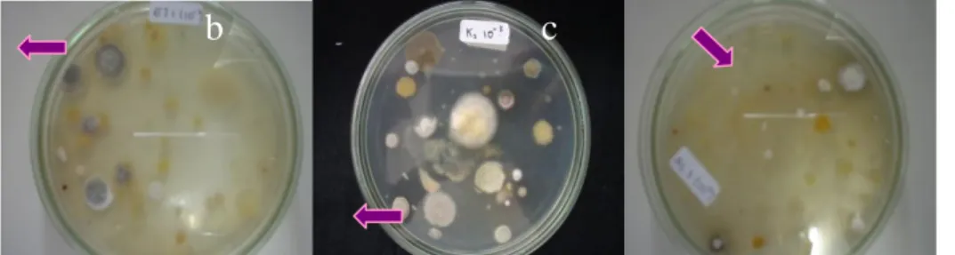 Gambar 1. Koloni Streptomyces pada Media Raffinosa-histidine agar  Keterangan: a. Pengenceran 10 -3  rumput gajah, b