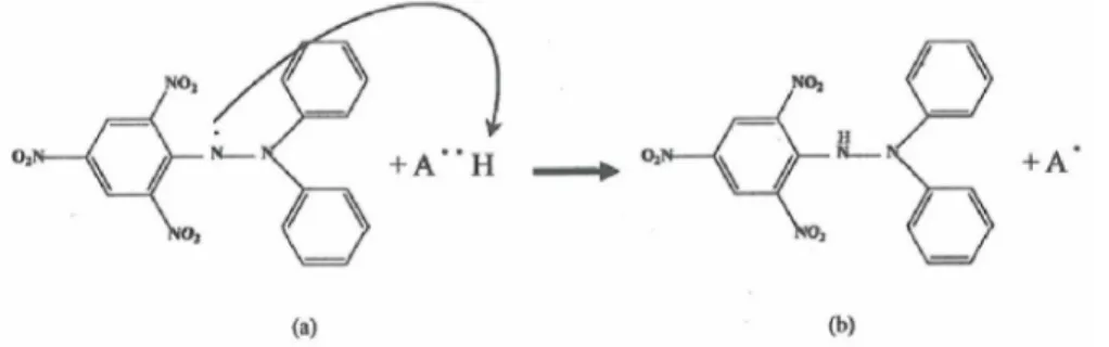 Gambar 6. Reaksi reduksi DPPH oleh donor atom hidrogen seperti senyawa fenolik  (Molyneux, 2006) 