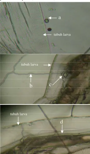 Gambar 11 Persentase kematian larva A. 