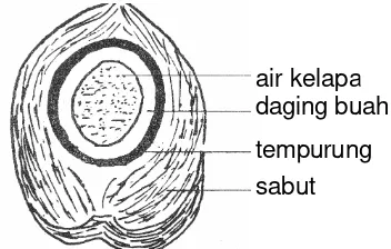 Tabel  4  Komposisi buah kelapa (buah tua) 
