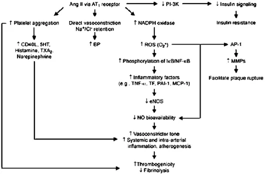 Gambar 3. Efek Proinflamasi Angiotensin II (Dandona et al, 2007) 