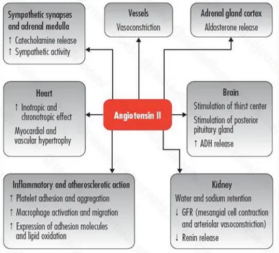 Gambar 5. Fungsi Biologi Angiotensin II (Vito et al, 2011)