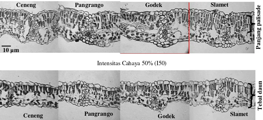 Gambar 1.  Ketebalan daun dan panjang palisade (µm) empat genotipe kedelai dalam intensitas cahaya 100% (I100) dan 50% (I50) 