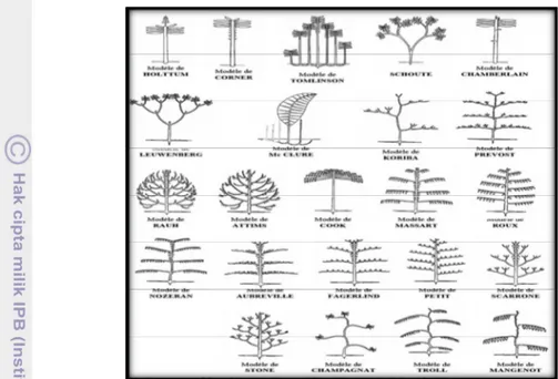 Gambar 1.  Macam-Macam Model Arsitektur Pohon (Halle et al. 1978) 