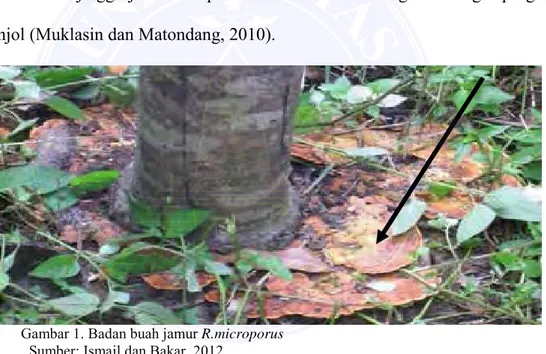 Gambar 1. Badan buah jamur R.microporus       Sumber: Ismail dan Bakar, 2012. 