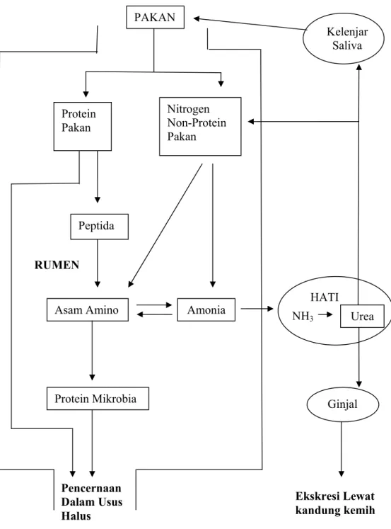 Ilustrasi 2.  Digesti dan Metabolisme Nitrogen dalam Rumen (Tillman et al.,  1998).    PAKAN  Kelenjar Saliva Nitrogen Non-Protein Pakan Protein  Pakan Peptida Amonia Asam Amino Protein Mikrobia Pencernaan Dalam Usus  Halus  Ekskresi Lewat  kandung kemih N