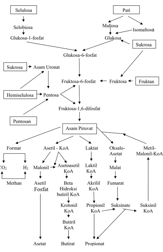 Ilustrasi 1.   Perubahan Karbohidrat Menjadi VFA di dalam Rumen (Tillman et  al., 1998)  Selulosa  PatiSelobiosa Glukosa-1-fosfat Glukosa-6-fosfat Maltosa  Isomaltos a Glukosa SukrosaFruktosa-6-fosfatFruktosa-1,6-difosfat Asam Piruvat FruktanFruktosaAsam U