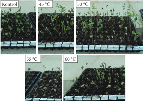 Gambar 1  Pengaruh perlakuan udara panas pada suhu 0 (kontrol), 45, 50, 55 dan 60 °C  terhadap tinggi tanaman kedelai 3 hari setelah tanam di rumah kaca.