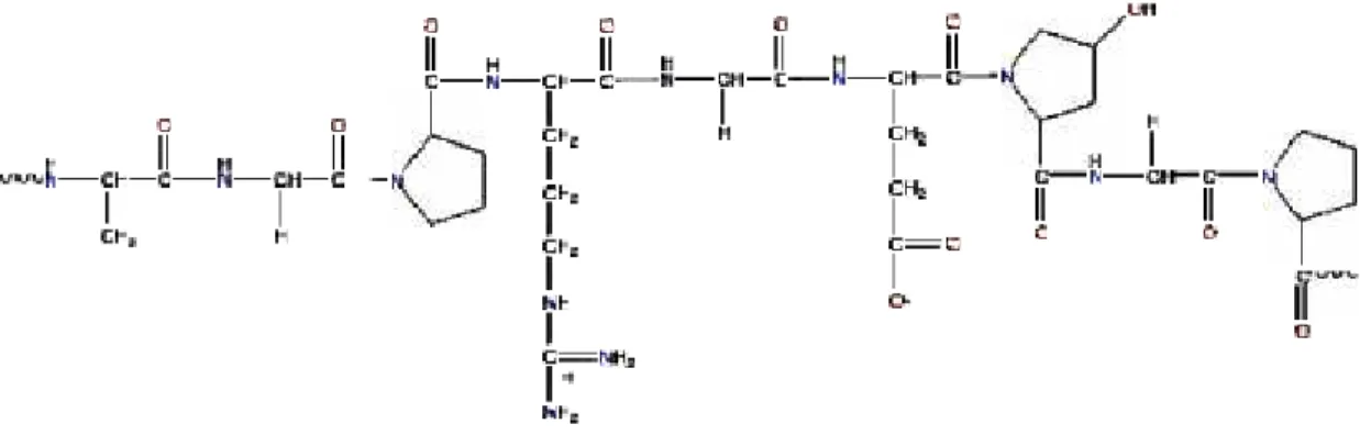 Gambar 2. Model struktur gelatin yang telah terekstrak (Anonim, 2005)