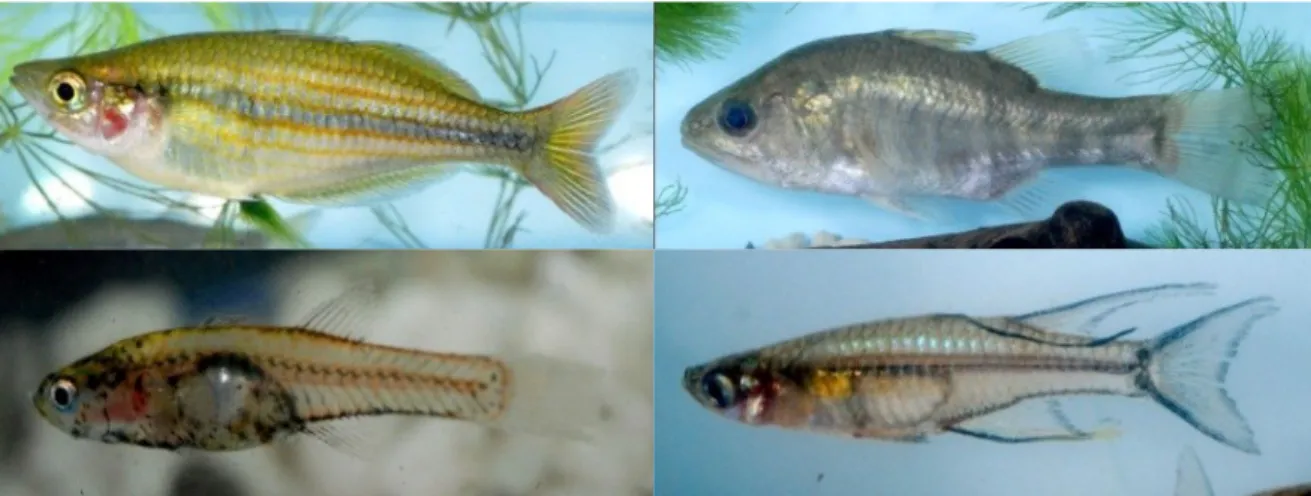 Gambar 1.  Dua ikan jenis baru dari perairan Teluk Arguni (atas kiri - kanan): Melanotaenia mairasi dan   Glossamia  arguni;  dua  jenis  yang  diperkirakan  jenis  baru  (bawah  kiri  -  kanan):  Gobiopterus  sp