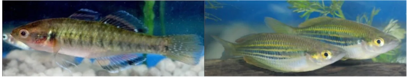 Gambar 3.  Dua jenis ikan yang berpotensi sebagai ikan hias: Hypseleotris compressa (kiri) dan   Melanotaenia ammeri (kanan) (foto: R