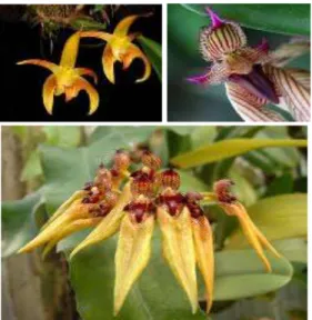 Gambar 1. Jenis-jenis anggrek Bulbophyllum 