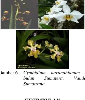 Gambar 6  Cymbidium  hartinahianum  ,   bulan  Sumatera,  Vanda  Sumatrana 