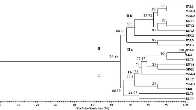 Gambar  4.  Dendogram  hubungan  kekerabatan  suweg  di  wilayah  eks-karesidenan  Surakarta  berdasarkan  karakter  morfologi,  anatomi,  dan  pola  pita  isozim